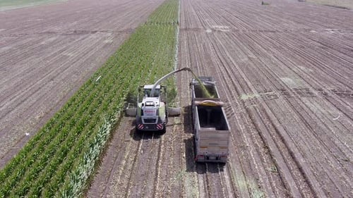 Corn Harvest in Rural Farmland