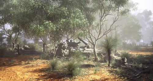 Scenic Foggy Morning in the Outback Bush