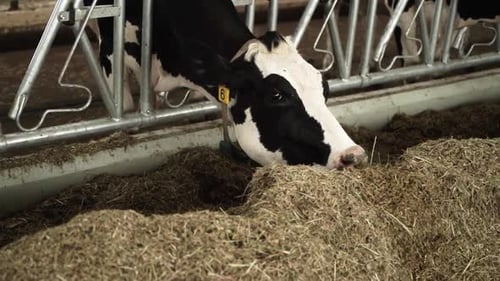 Cows on a dairy farm eating. Cattle of cows
