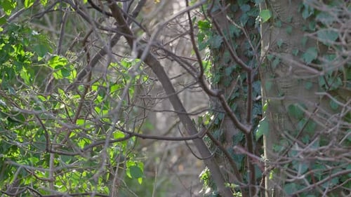 Trees, tree branches covered in climbing ivy. Trunk is bathed in warm sunlight, forest woodland scen
