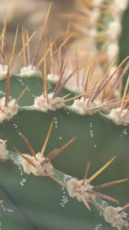 A Large Cactus with Large Needles Plants are Common in Deserts Vertical Video