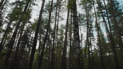 Sun Shines Between Dark Trunks of Tall Trees in Forest