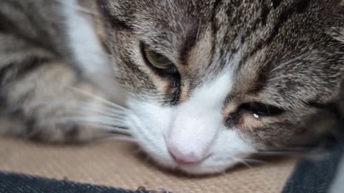 Extreme Close Up of Cat's Face While it Rests