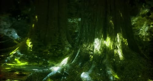 Light Filtering Through Trees in a Lush Forest During Daytime