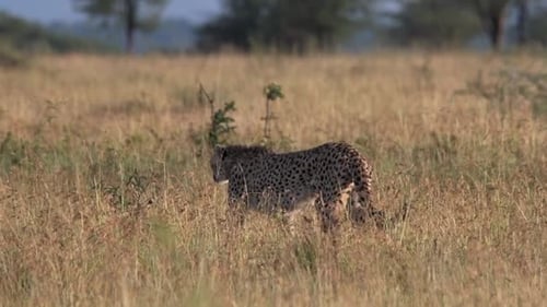 Cheetah Walking Through Tall Grass in Africa