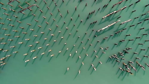 drone flys high above Dickman Mill looking down on pylons and dock remains
