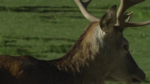 Canadian Wildlife - Majestic deer walking along the banks of a river