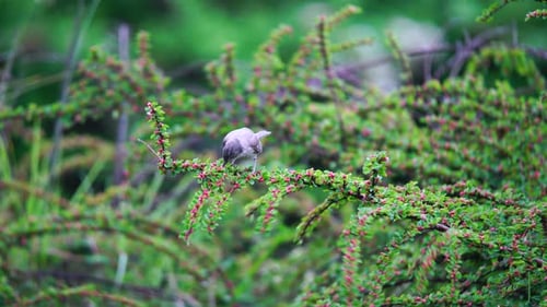 Bird Foraging on Branch with Red Berries