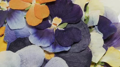 Close up of Pressed Dried Flower Petals