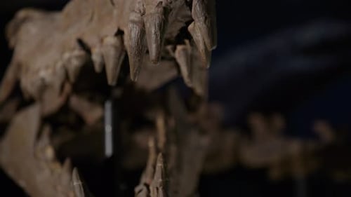 Aquatic dinosaur skeleton on display tilt down teeth