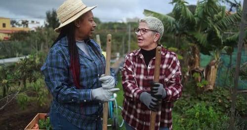 Multiracial senior women doing working together at local vegetables garden