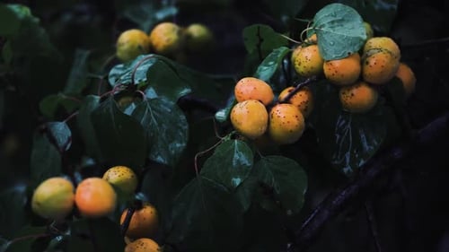 Ripe Apricot Fruits on the at Rain