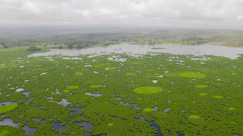 Lake with Mangroves on the Island of Mindanao Philippines
