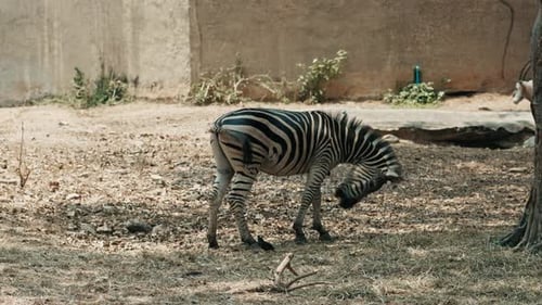 Graceful Zebra Grazing in Natural Habitat