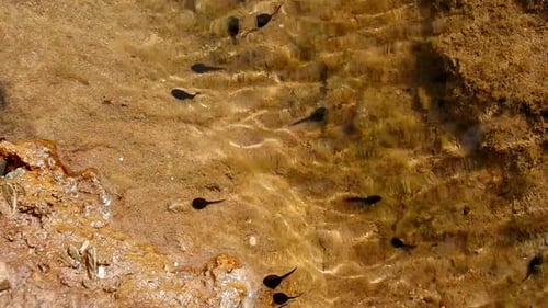 Schwimmende Kaulquappen unter Wasser in einem flachen Pool mit klarem, sandigem, reflektierendem Süßwasserökosystem
