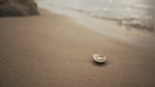 Nahaufnahme der Muschel am Sandstrand mit ruhigem Meer im Hintergrund