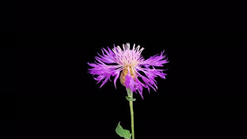 Purple Flower Blooming on Black Background Timelapse
