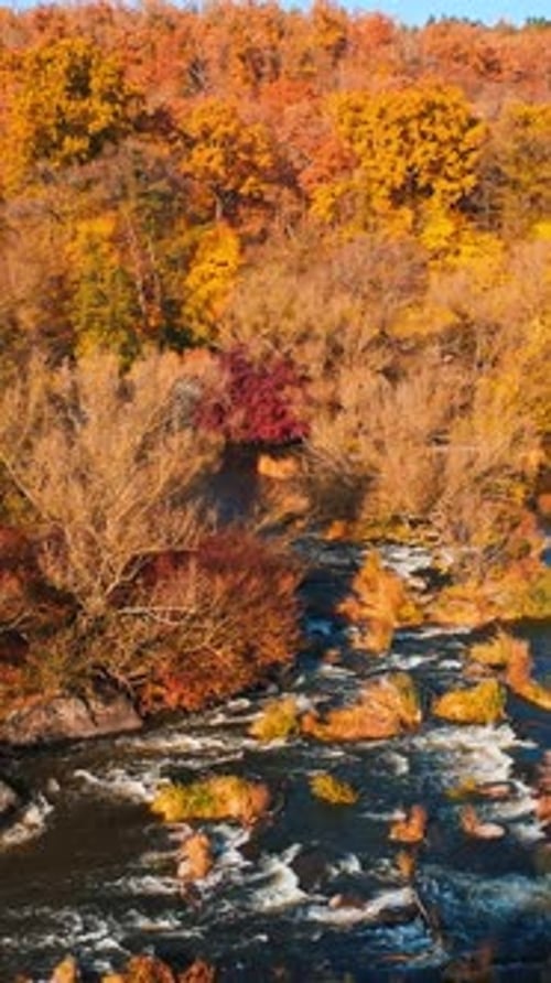 Motion camera view of the wide river near the forest in the autumn. Aerial view. Vertical video