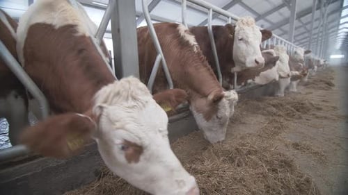 Large Dairy Farm