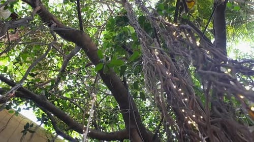 tree decorated with plants in front of restaurent 360d view
