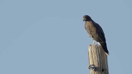 Dangerous hawk bird is sitting on wooden pole on windy day