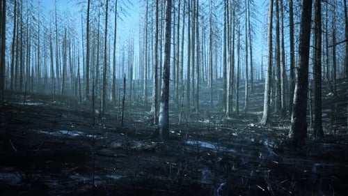 A Burnt Forest with Charred Trees Standing Tall Amidst the Devastation