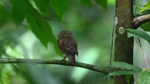 Hibou pygmée à collier, Taenioptynx brodiei, Thaïlande ; perché sur une branche, le dos tourné vers le