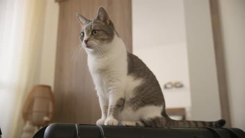 Cat Sitting on Top of Black Pet Carrier