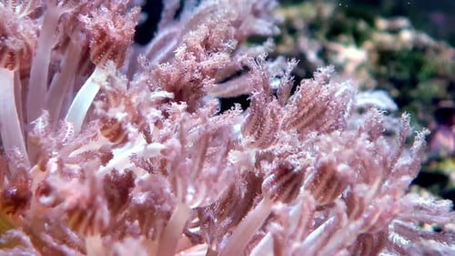 close up of soft pink pulsing xenia coral polyps in an aquarium