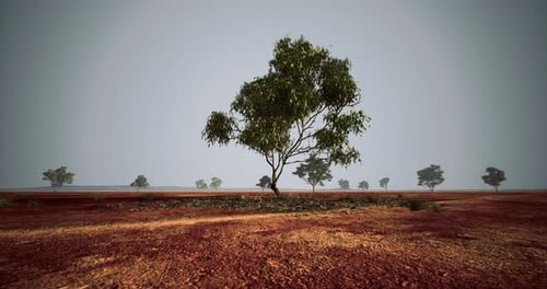 Arid Landscape Fly-Through with Scattered Trees