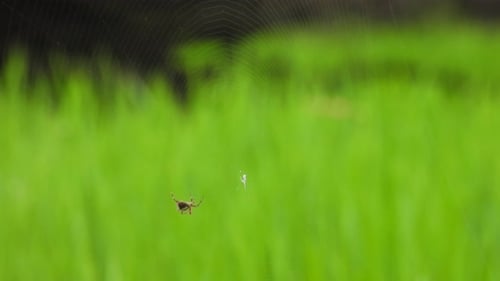 Spider Moving Around Web in Nature Setting