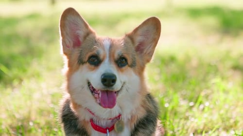 Adorable Corgi Dog Sitting in Green Grass