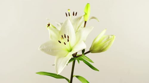 White Lily Flower Blooming in Time-Lapse