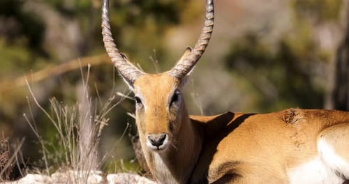 Lechwe Antelope Lying On The Ground Looking At Camera On A Sunny Day In Summer. - close up, static