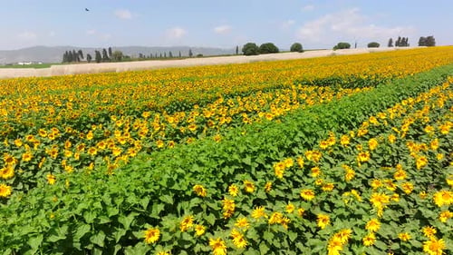 Sunflower field with rows of bright yellow large Sunflowers