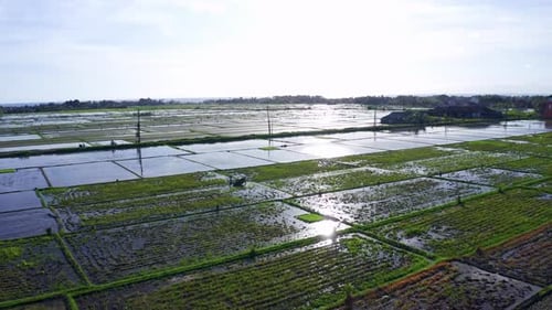 Paddy Fields With Working Farmer And Tractor During Sunrise Near Seseh, Bali Indonesia. Aerial Shot