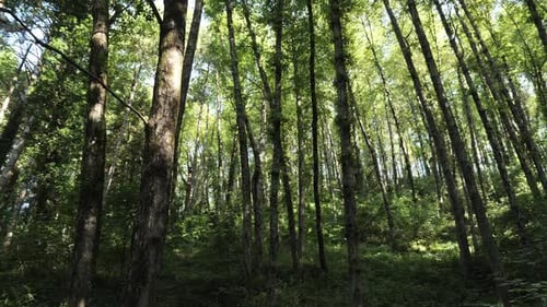 Being Surrounded by Trees in a Forest: 180-degree Rotating View