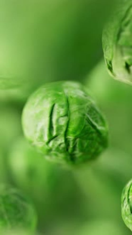 Animation of a group of brussels sprouts. Defocus. Close-up.