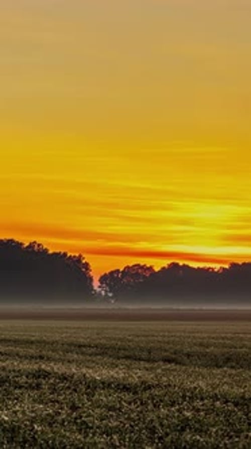 Golden Sunset Over Field and Trees Landscape