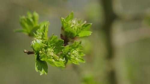 Kleine neue grüne Blätter, die sich in der warmen Frühlingssonne wiegen, aufgenommen in Zeitlupe mit 120 Bildern pro Sekunde.