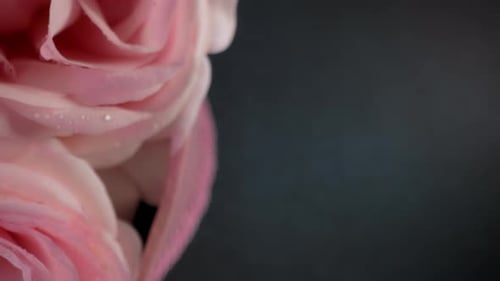 Macro View Pétales de rose pâle avec gouttes de rosée, incroyable fond floral