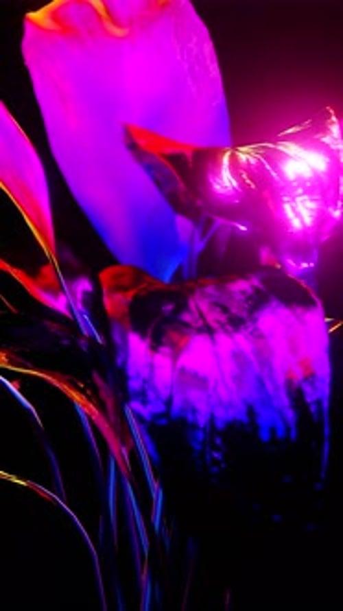 Glowing Neon Abstract Plant Animation with Vibrant Shifting Colors