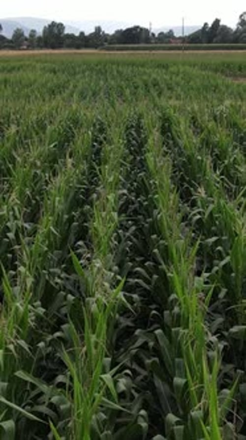 Green Corn Field Rural