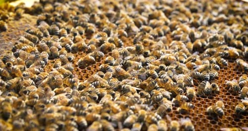 Beehive bee, domestic bees make honeycombs, extract honey, for procreation, hardworking. Concept: