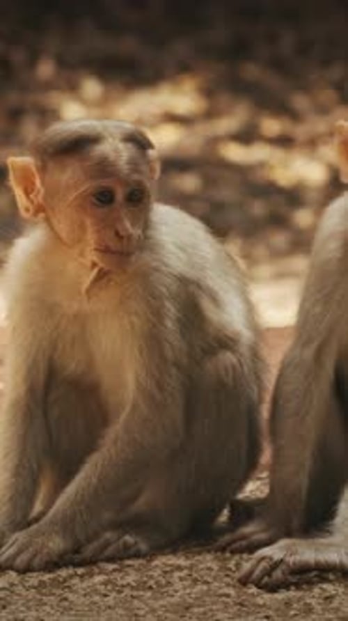 Bonnet Goa India Macaque Macaca
