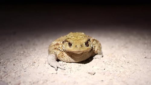 clumsy brown-eyed toad breathes in the dark
