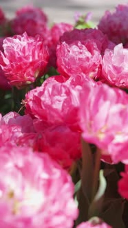 Close Up of Vivid Pink Blooming Peony Tulips