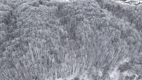 Drone Shot of Serene Snow-Covered Forest in Winter