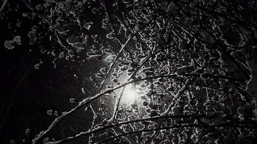 Magical Snowy Park at Night Tree Branches Covered with Snow During a Snowfall Black Tree Trunks No