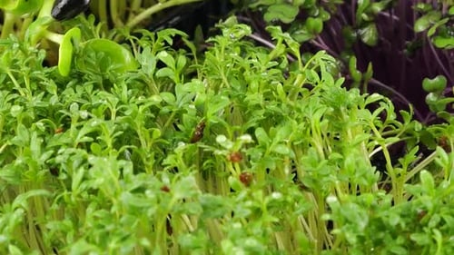 Fresh Green Sprouts Being Gently Watered